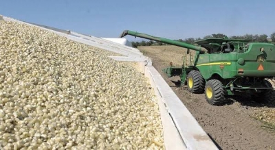 Inicia este lunes la compra de 500 mil toneladas de ma&iacute;z por Gobierno del Estado