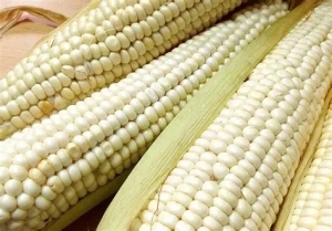 Para el Baj&iacute;o, anuncia Sader aumento a 950 pesos en el precio de ma&iacute;z blanco, por tonelada
