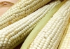 Para el Baj&iacute;o, anuncia Sader aumento a 950 pesos en el precio de ma&iacute;z blanco, por tonelada