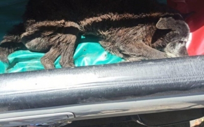 Perro queda atrapado en una coladera m&aacute;s de 24 horas y rompen el asfalto para rescatarlo