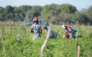 Gobernaci&oacute;n no tiene palabra: La Uni&oacute;n de Campesinos unidos de Sinaloa