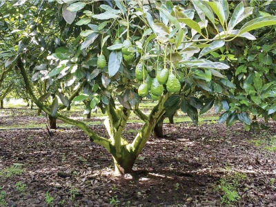 Se desploma 50% el precio del oro verde; ligan baja demanda a la sobreproducci&oacute;n de aguacate