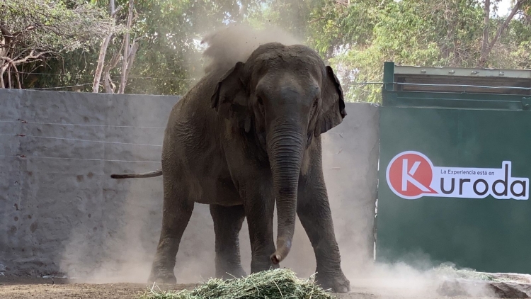 Bireky se da a desear al presentarse en el zoo de Culiac&aacute;n