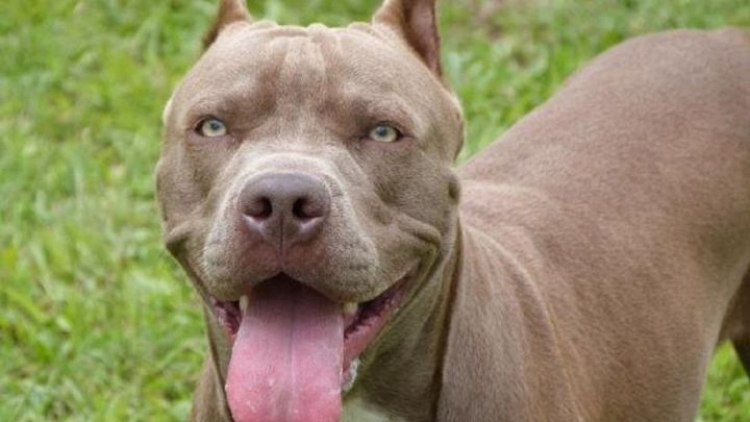 Pitbull brinca barda de domicilio y ataca a ni&ntilde;a de tres a&ntilde;os en Tamaulipas