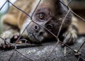 Ante la grave situaci&oacute;n ambiental le exigimos al Partido Verde que deje de hacerse el verde: Zool&oacute;gicos de M&eacute;xico
