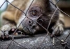 Ante la grave situaci&oacute;n ambiental le exigimos al Partido Verde que deje de hacerse el verde: Zool&oacute;gicos de M&eacute;xico