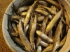 Pajarito desploma la venta de otras especies de pescado