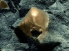 Misterioso 'huevo de oro' hallado en el fondo del mar de Alaska desconcierta a los cient&iacute;ficos